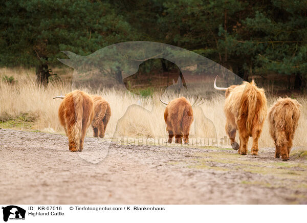 Schottische Hochlandrinder / Highland Cattle / KB-07016