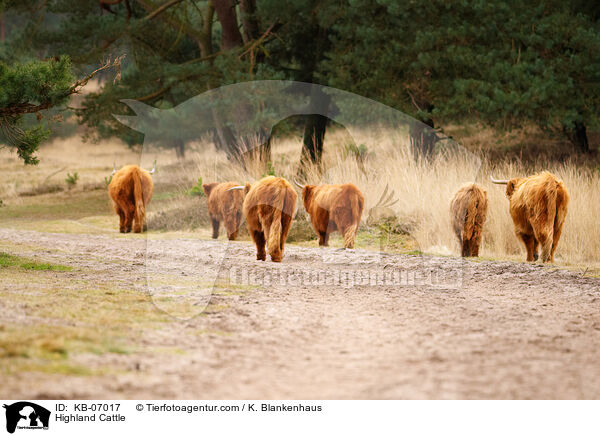 Highland Cattle / KB-07017