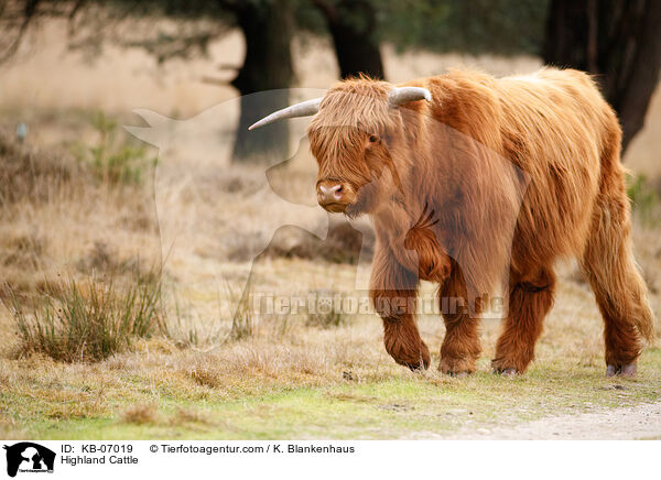 Schottisches Hochlandrind / Highland Cattle / KB-07019