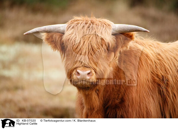 Schottisches Hochlandrind / Highland Cattle / KB-07020