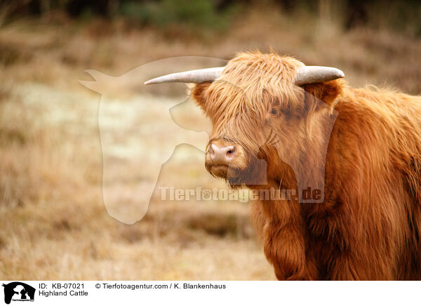 Schottisches Hochlandrind / Highland Cattle / KB-07021