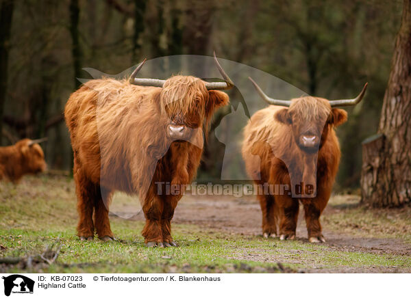 Schottische Hochlandrinder / Highland Cattle / KB-07023