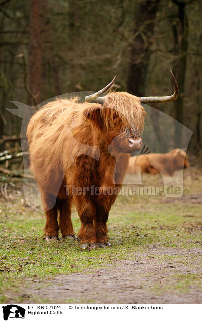 Schottische Hochlandrinder / Highland Cattle / KB-07024