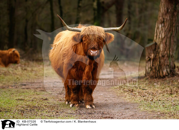 Schottische Hochlandrinder / Highland Cattle / KB-07026