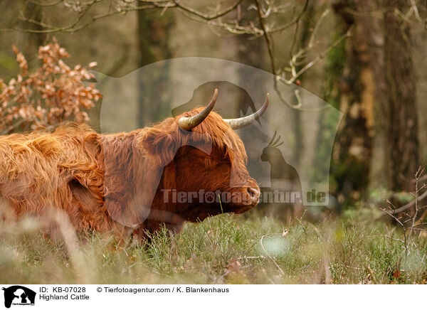 Highland Cattle / KB-07028