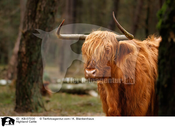 Highland Cattle / KB-07030