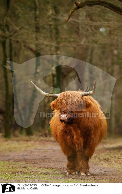 Highland Cattle / KB-07033