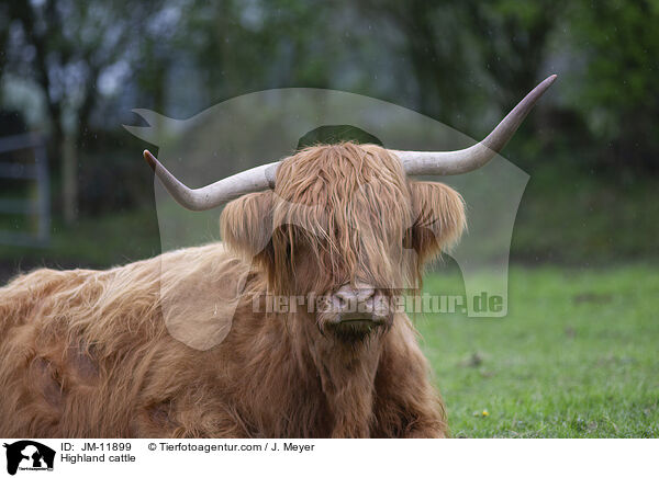 Highland cattle / JM-11899