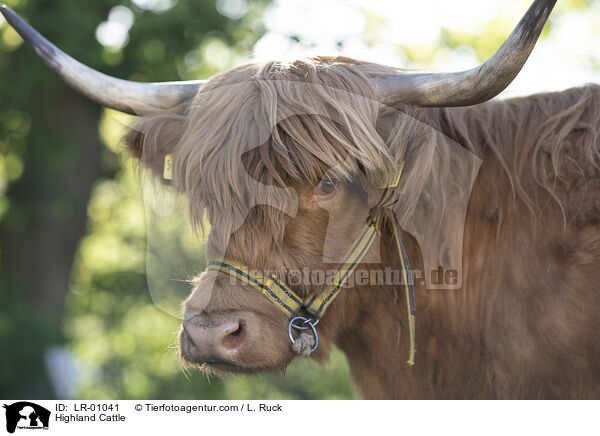 Schottisches Hochlandrind / Highland Cattle / LR-01041