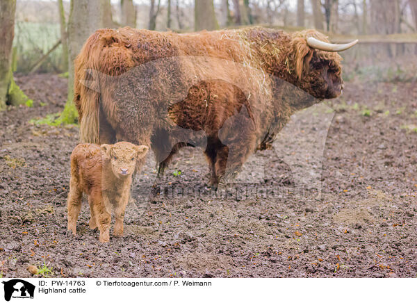 Highland cattle / PW-14763