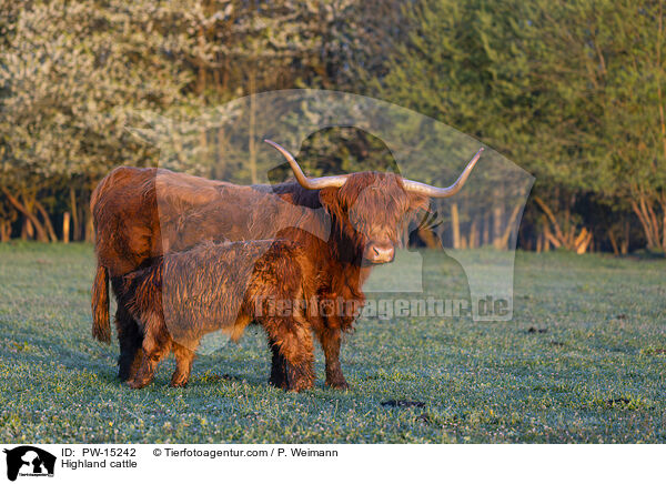 Highland cattle / PW-15242
