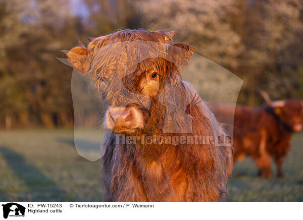 Hochlandrinder / Highland cattle / PW-15243