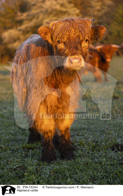 Highland cattle / PW-15244