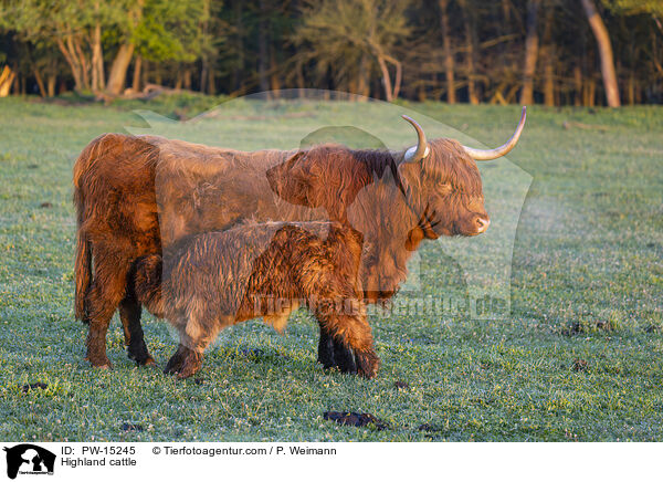 Highland cattle / PW-15245