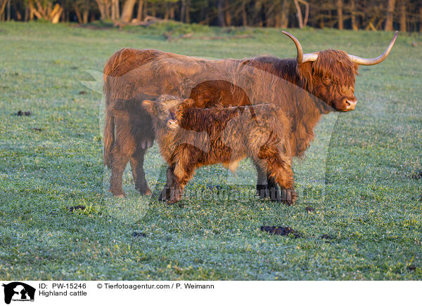 Hochlandrinder / Highland cattle / PW-15246