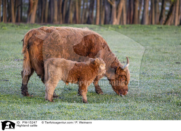 Highland cattle / PW-15247