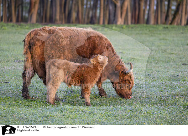 Hochlandrinder / Highland cattle / PW-15248