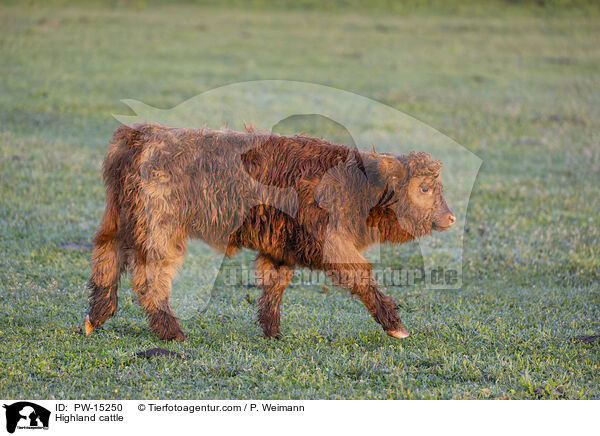 Hochlandrind / Highland cattle / PW-15250
