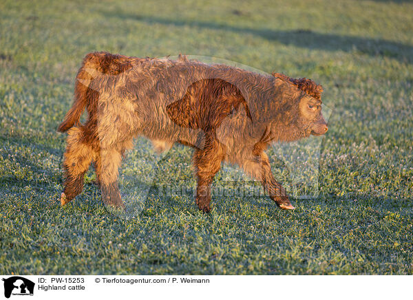 Highland cattle / PW-15253