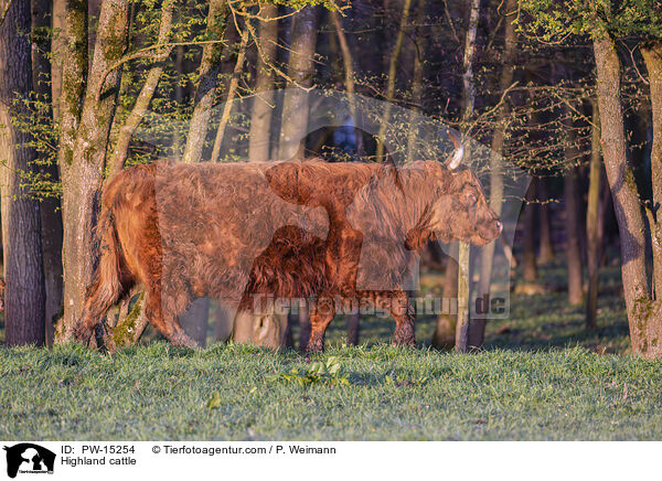 Hochlandrind / Highland cattle / PW-15254