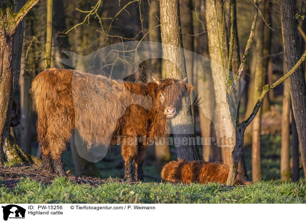 Hochlandrinder / Highland cattle / PW-15256