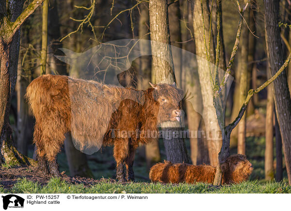 Highland cattle / PW-15257