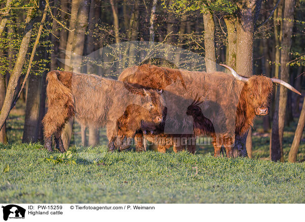 Highland cattle / PW-15259