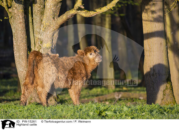 Highland cattle / PW-15261