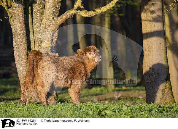 Hochlandrind / Highland cattle / PW-15261