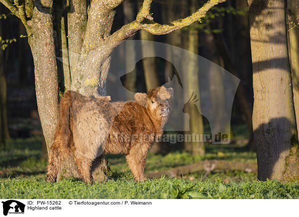 Hochlandrind / Highland cattle / PW-15262