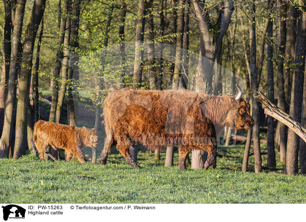 Hochlandrinder / Highland cattle / PW-15263