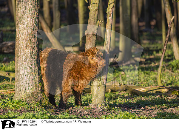 Highland cattle / PW-15264