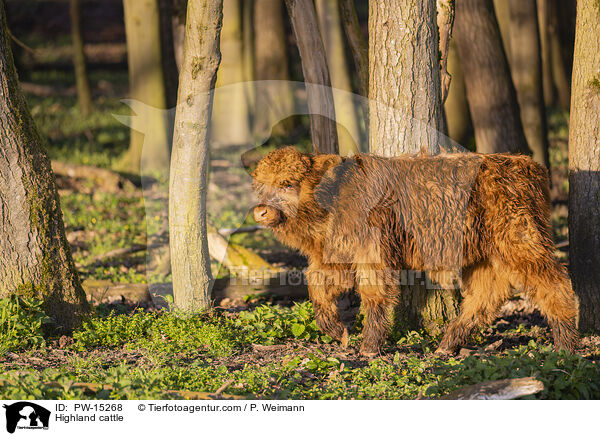 Highland cattle / PW-15268