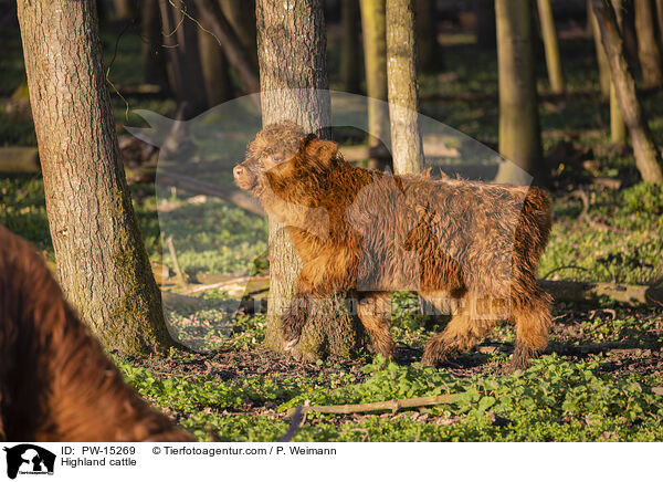 Highland cattle / PW-15269