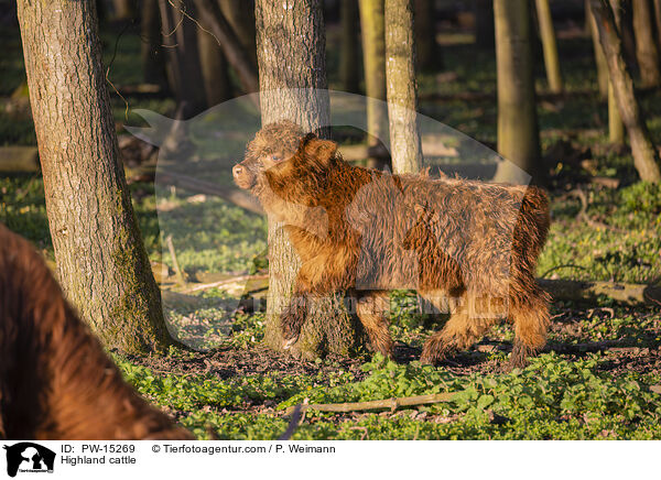 Hochlandrind / Highland cattle / PW-15269