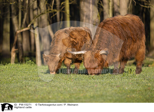 Highland cattle / PW-15271