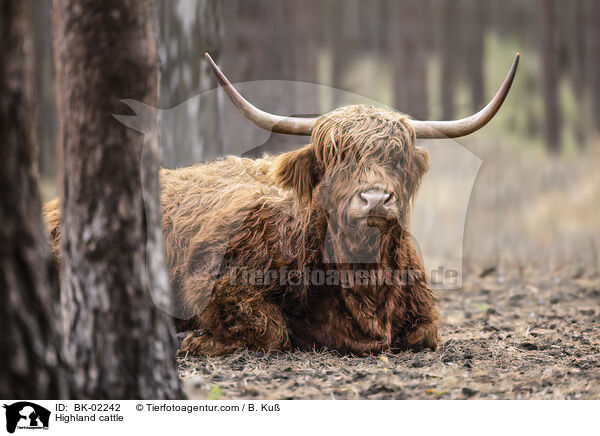 Highland cattle / BK-02242
