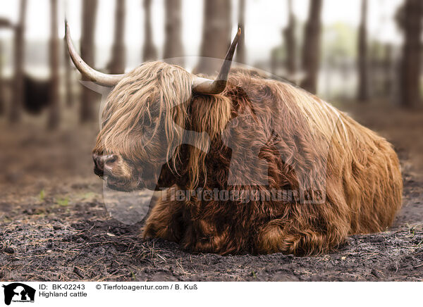 Highland cattle / BK-02243