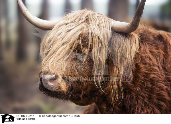 Highland cattle / BK-02244