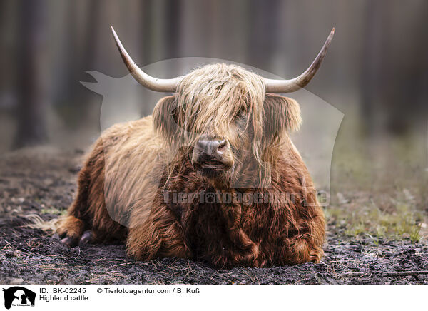 Highland cattle / BK-02245