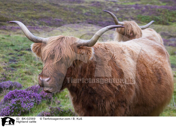 Highland cattle / BK-02569