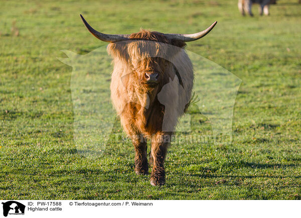 Highland cattle / PW-17588
