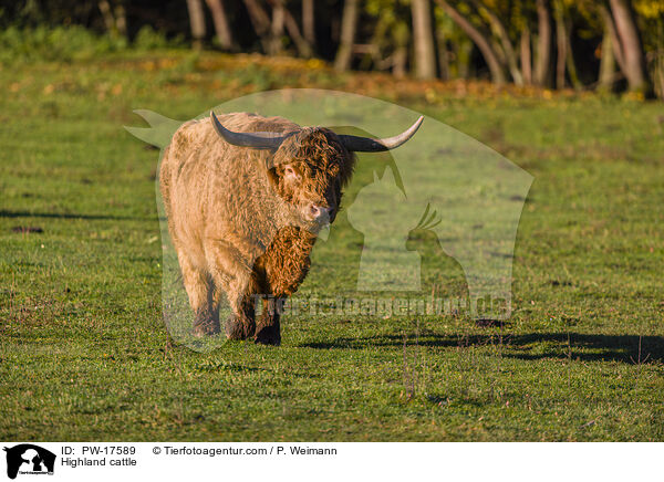 Highland cattle / PW-17589
