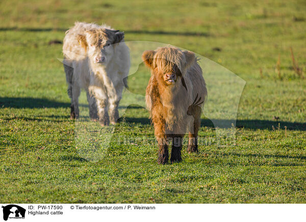 Highland cattle / PW-17590