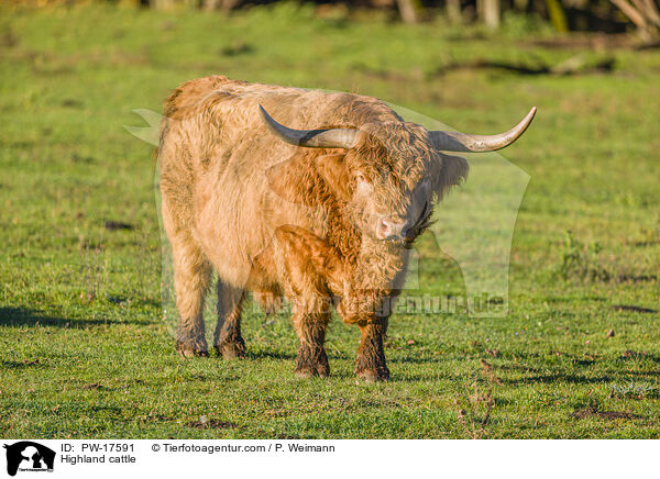 Highland cattle / PW-17591