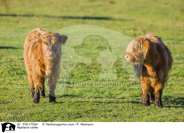 Highland cattle / PW-17594