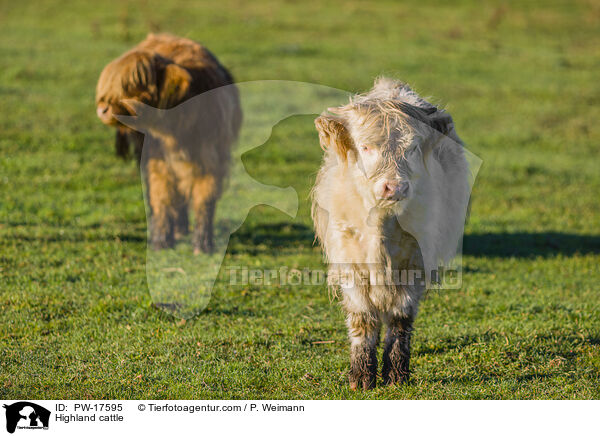 Hochlandrinder / Highland cattle / PW-17595