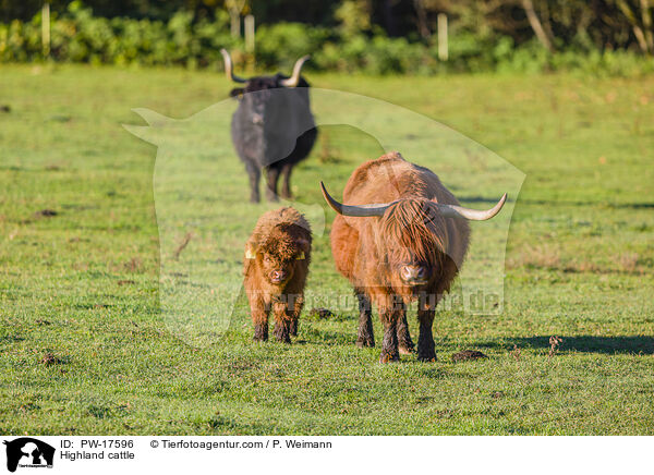 Highland cattle / PW-17596