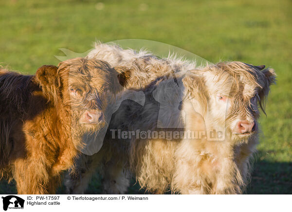 Highland cattle / PW-17597
