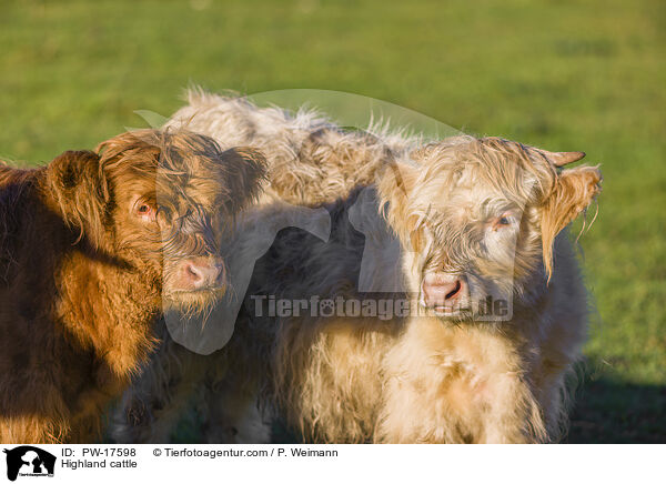 Hochlandrinder / Highland cattle / PW-17598